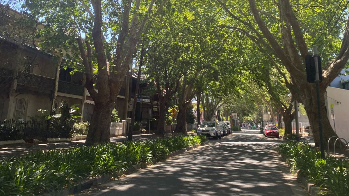 A leafy suburban Sydney street that could serve as a relaxed walking route